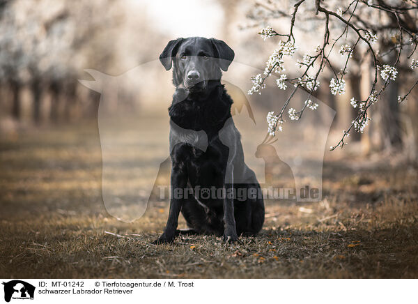 schwarzer Labrador Retriever / MT-01242