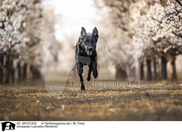 schwarzer Labrador Retriever / MT-01245
