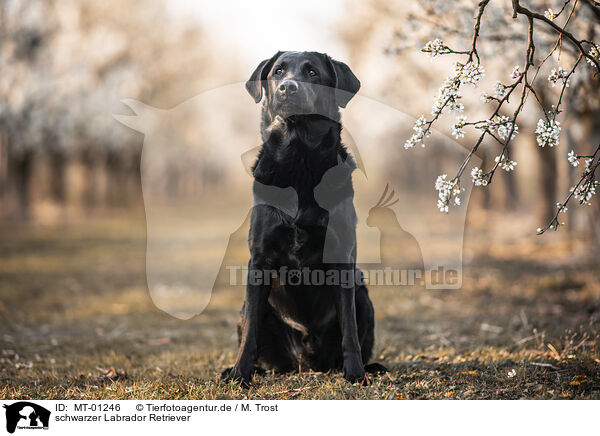 schwarzer Labrador Retriever / MT-01246