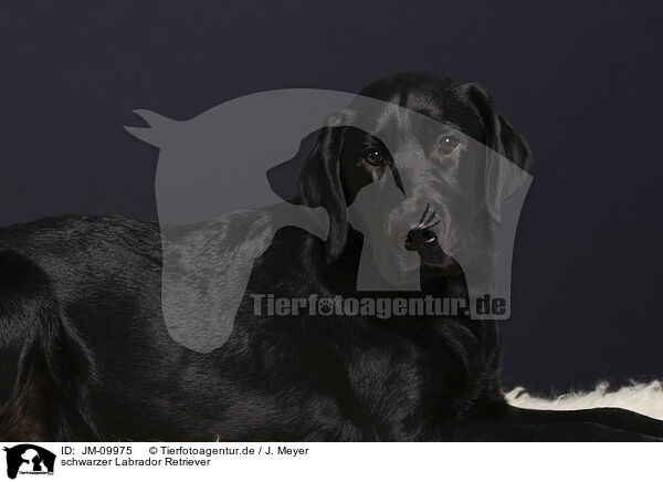 schwarzer Labrador Retriever / JM-09975