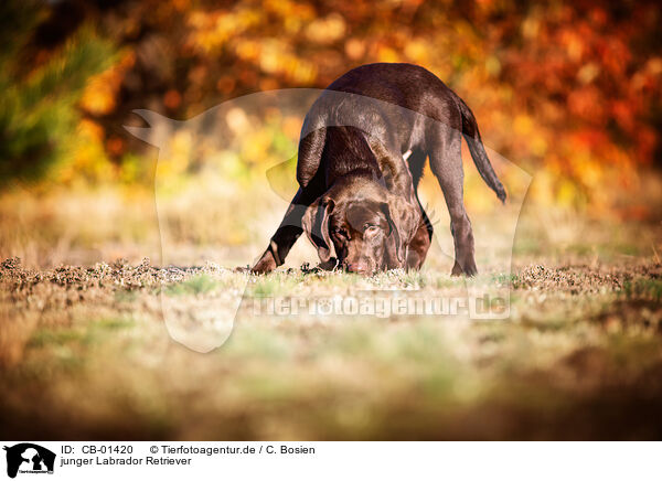 junger Labrador Retriever / young Labrador Retriever / CB-01420