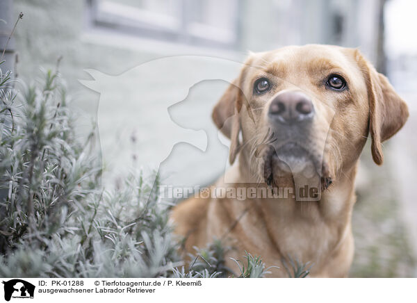 ausgewachsener Labrador Retriever / PK-01288