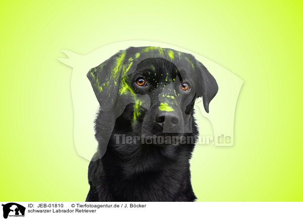 schwarzer Labrador Retriever / black Labrador Retriever / JEB-01810