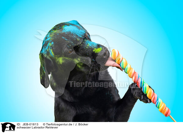 schwarzer Labrador Retriever / black Labrador Retriever / JEB-01813