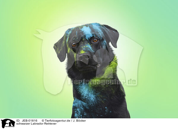 schwarzer Labrador Retriever / black Labrador Retriever / JEB-01816