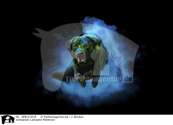 schwarzer Labrador Retriever / black Labrador Retriever / JEB-01818