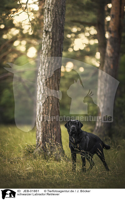 schwarzer Labrador Retriever / black Labrador Retriever / JEB-01861