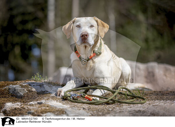 Labrador Retriever Hndin / female Labrador Retriever / MAH-02780