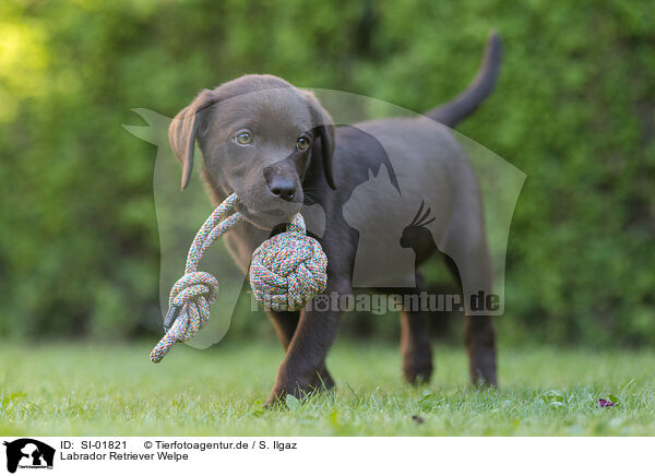 Labrador Retriever Welpe / Labrador Retriever Puppy / SI-01821
