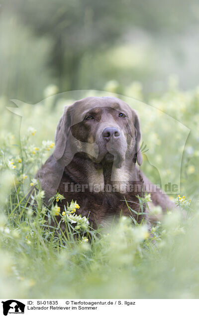 Labrador Retriever im Sommer / Labrador Retriever in summer / SI-01835