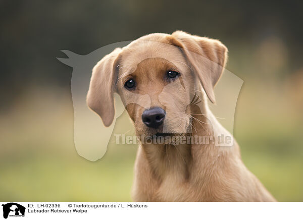 Labrador Retriever Welpe / LH-02336