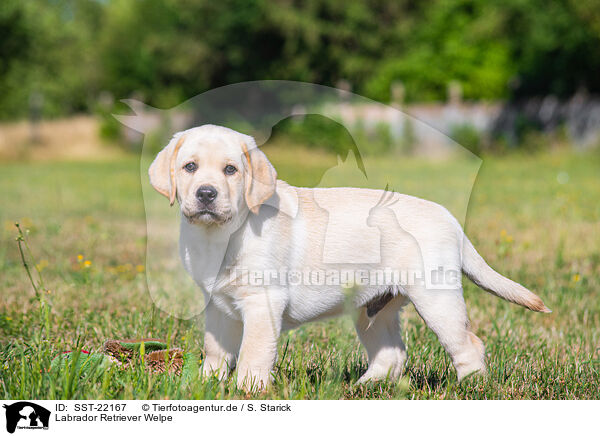 Labrador Retriever Welpe / Labrador Retriever Puppy / SST-22167