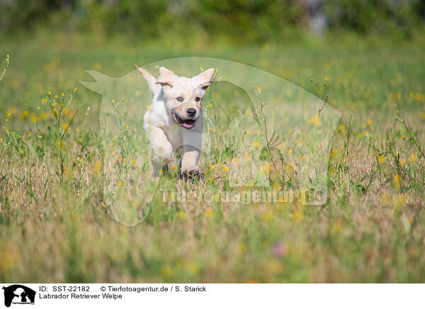 Labrador Retriever Welpe / Labrador Retriever Puppy / SST-22182