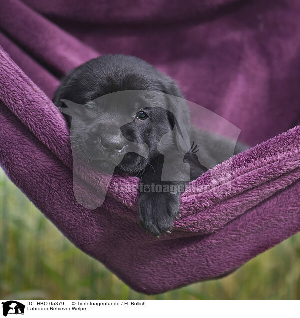 Labrador Retriever Welpe / Labrador Retriever Puppy / HBO-05379