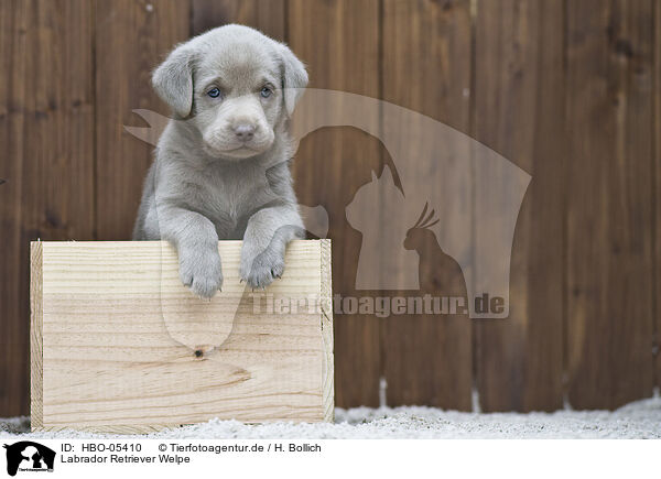 Labrador Retriever Welpe / Labrador Retriever Puppy / HBO-05410