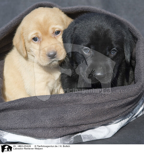 Labrador Retriever Welpen / Labrador Retriever Puppies / HBO-05426