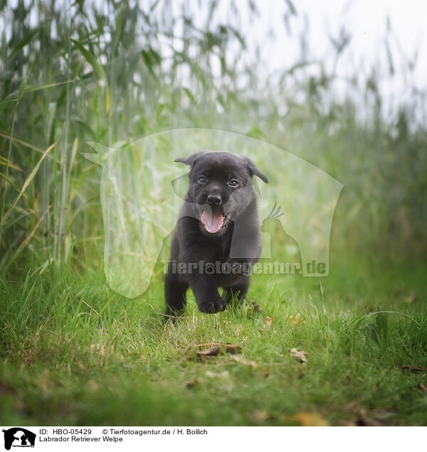 Labrador Retriever Welpe / Labrador Retriever Puppy / HBO-05429