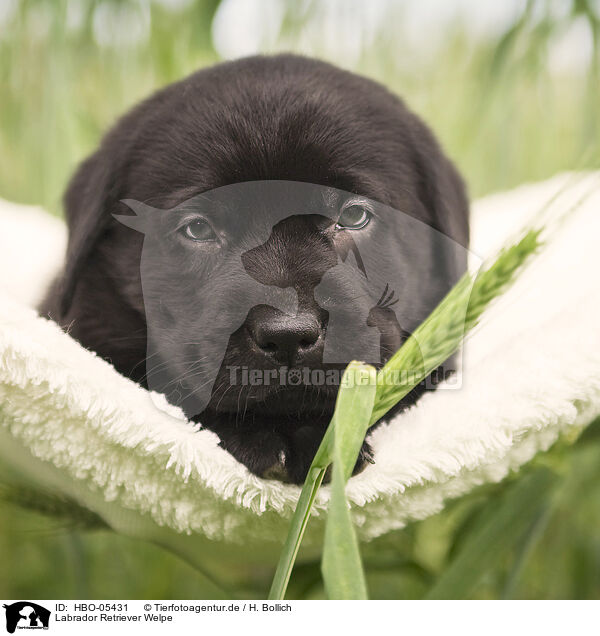 Labrador Retriever Welpe / Labrador Retriever Puppy / HBO-05431
