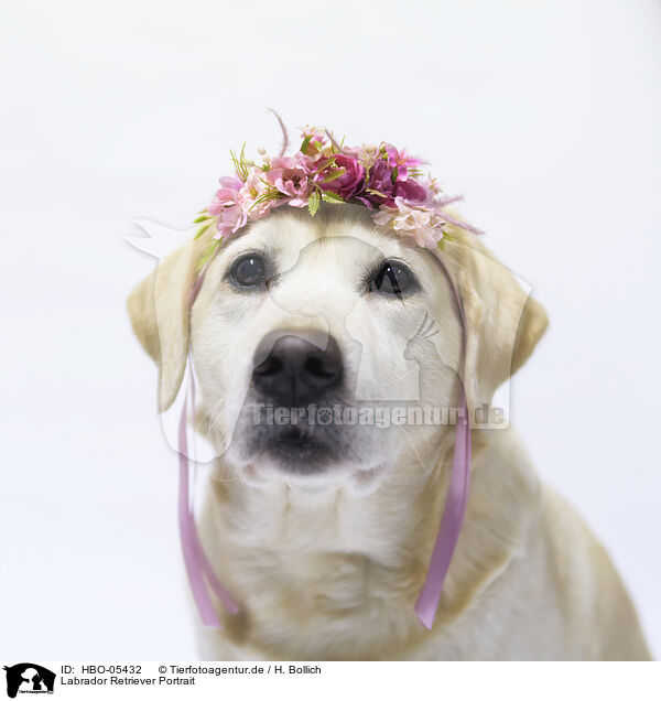 Labrador Retriever Portrait / Labrador Retriever Portrait / HBO-05432