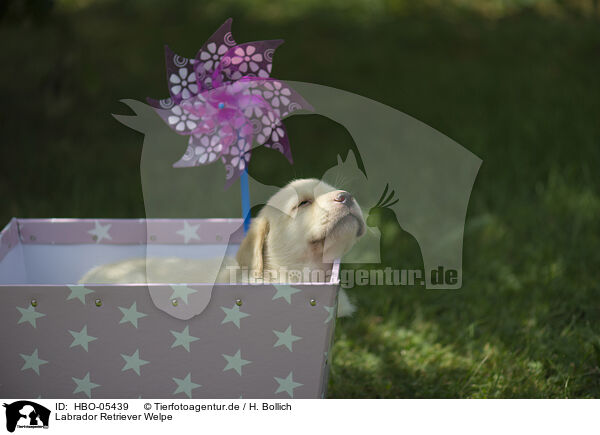 Labrador Retriever Welpe / Labrador Retriever Puppy / HBO-05439