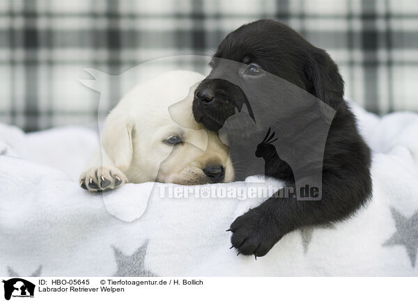 Labrador Retriever Welpen / HBO-05645