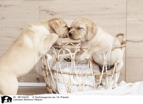 Labrador Retriever Welpen / Labrador Retriever Puppies / NP-03025