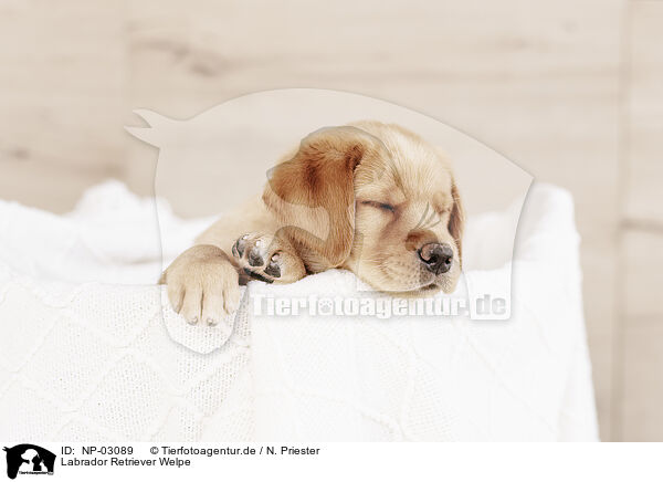 Labrador Retriever Welpe / Labrador Retriever Puppy / NP-03089