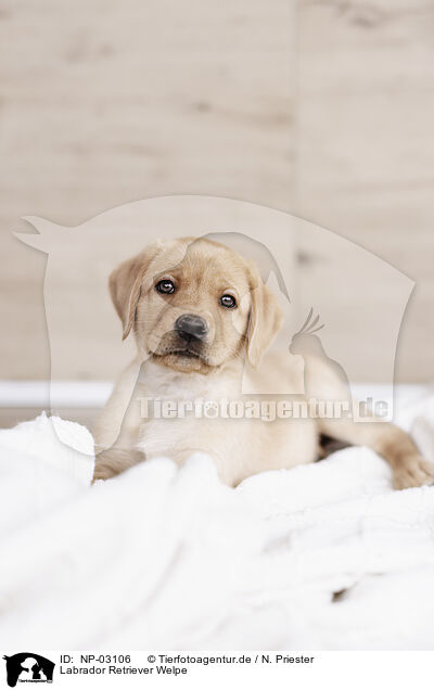 Labrador Retriever Welpe / Labrador Retriever Puppy / NP-03106