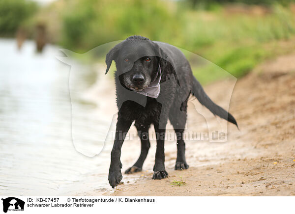 schwarzer Labrador Retriever / black Labrador Retriever / KB-07457
