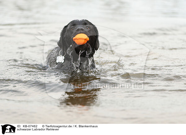 schwarzer Labrador Retriever / KB-07462