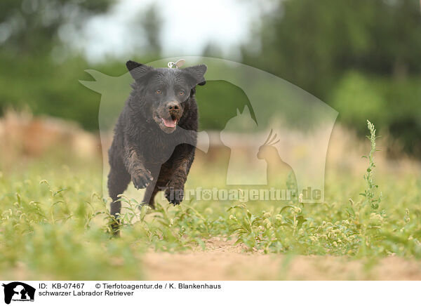 schwarzer Labrador Retriever / black Labrador Retriever / KB-07467