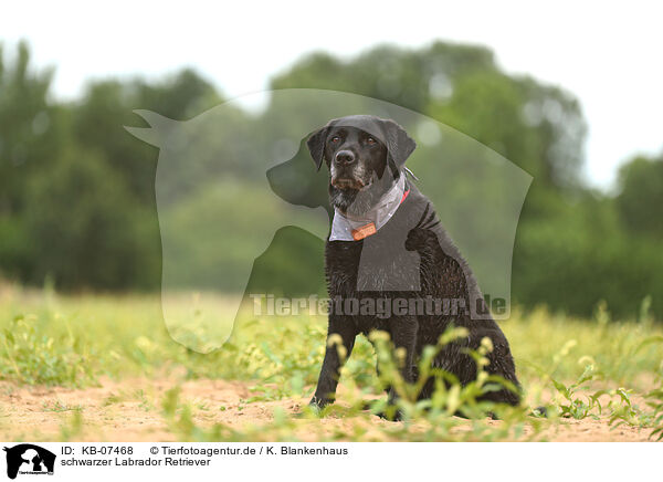 schwarzer Labrador Retriever / black Labrador Retriever / KB-07468