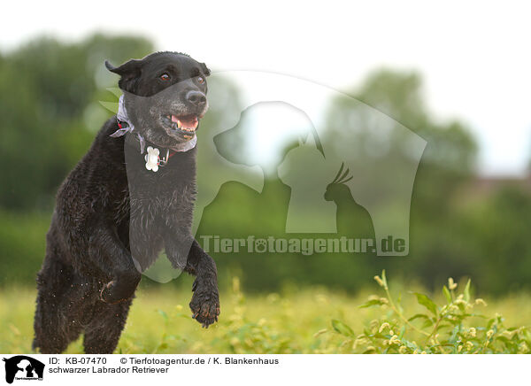 schwarzer Labrador Retriever / black Labrador Retriever / KB-07470