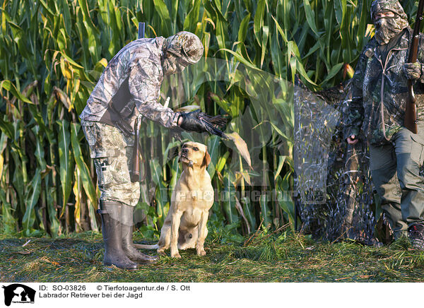 Labrador Retriever bei der Jagd / SO-03826