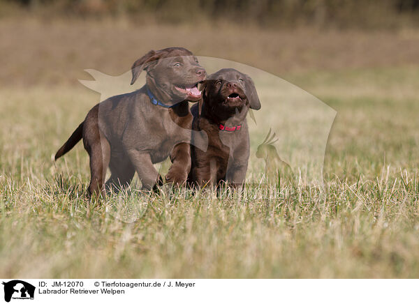 Labrador Retriever Welpen / Labrador Retriever Puppies / JM-12070