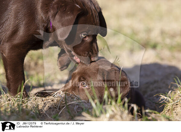 Labrador Retriever / Labrador Retriever / JM-12079