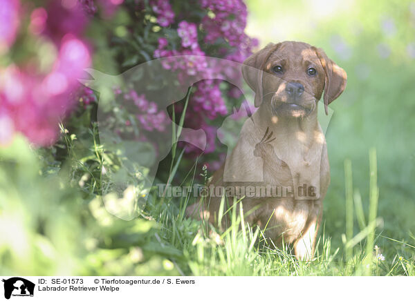 Labrador Retriever Welpe / Labrador Retriever Puppy / SE-01573