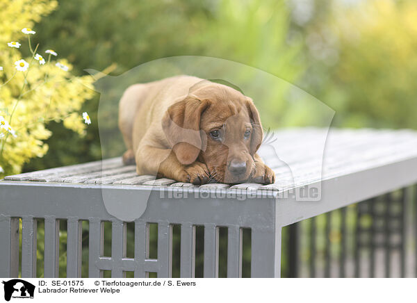Labrador Retriever Welpe / SE-01575
