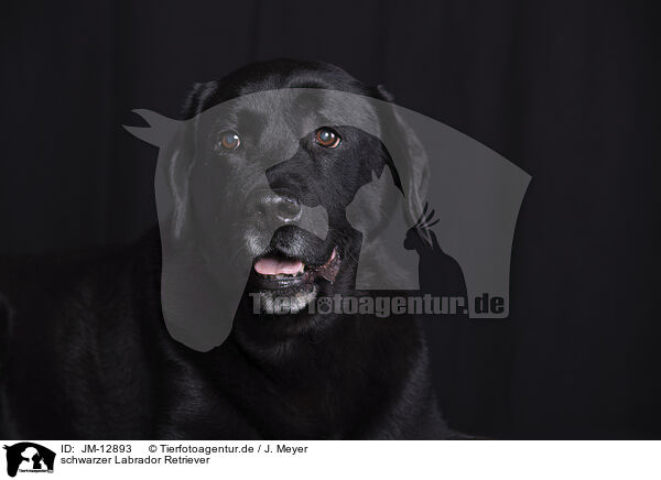 schwarzer Labrador Retriever / JM-12893