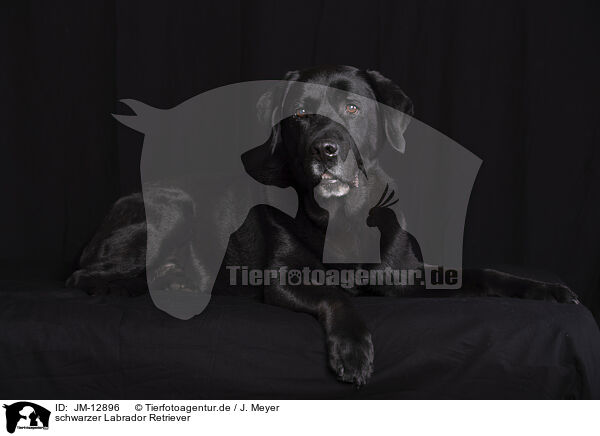 schwarzer Labrador Retriever / JM-12896