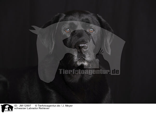 schwarzer Labrador Retriever / JM-12897