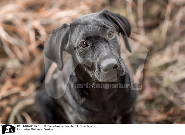 Labrador Retriever Welpe / ABR-01073