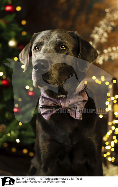 Labrador Retriever an Weihnachten / Labrador Retriever at christmas / MT-01953