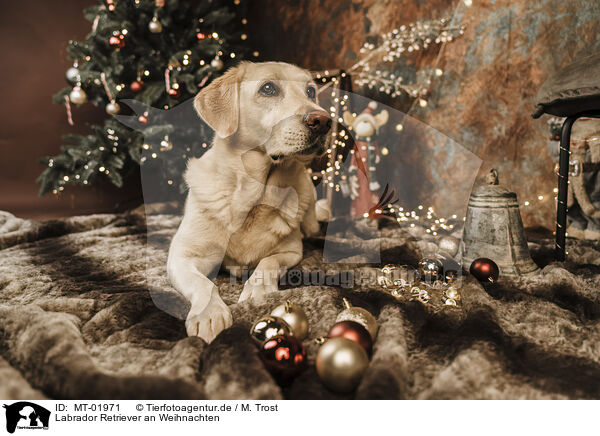 Labrador Retriever an Weihnachten / Labrador Retriever at christmas / MT-01971