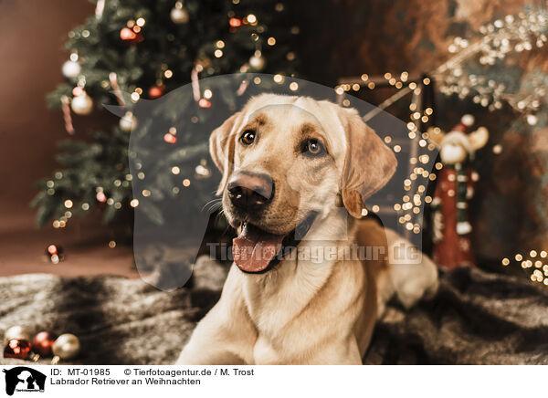 Labrador Retriever an Weihnachten / Labrador Retriever at christmas / MT-01985