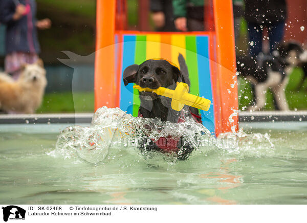 Labrador Retriever im Schwimmbad / Labrador Retriever at swimming bath / SK-02468