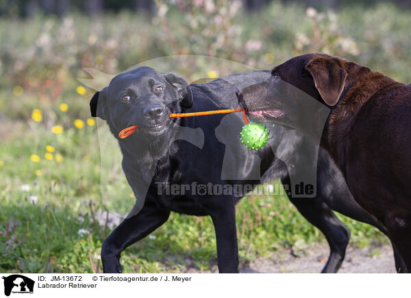 Labrador Retriever / Labrador Retriever / JM-13672