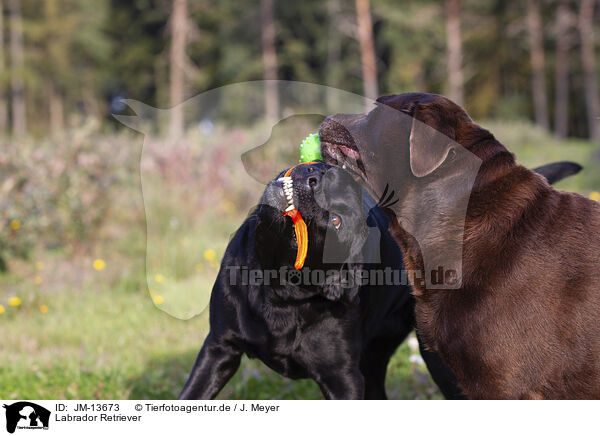 Labrador Retriever / Labrador Retriever / JM-13673