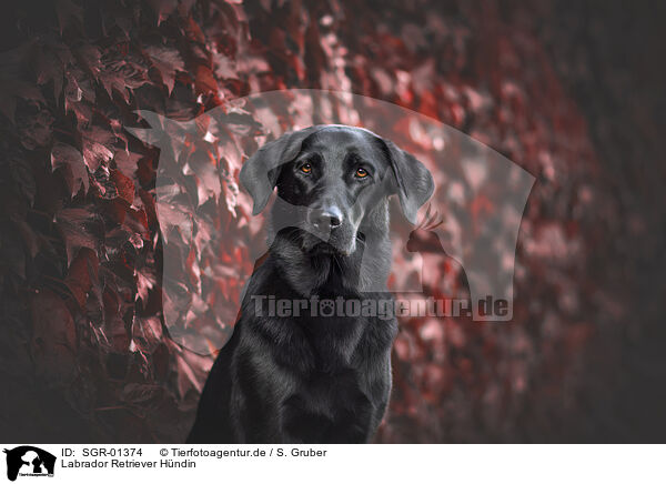 Labrador Retriever Hndin / female Labrador Retriever / SGR-01374
