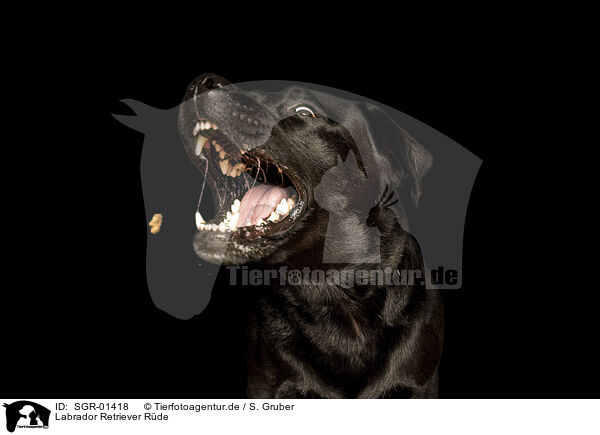 Labrador Retriever Rde / SGR-01418